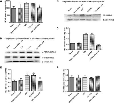 Gallic Acid Alleviates Neuropathic Pain Behaviors in Rats by Inhibiting P2X7 Receptor-Mediated NF-κB/STAT3 Signaling Pathway